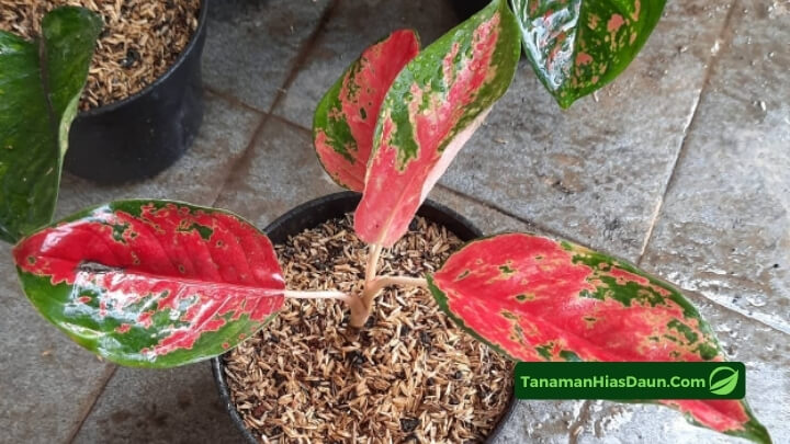 Harga Aglaonema Kochin Cameleon Harga-Aglaonema-Kochin-Cameleon