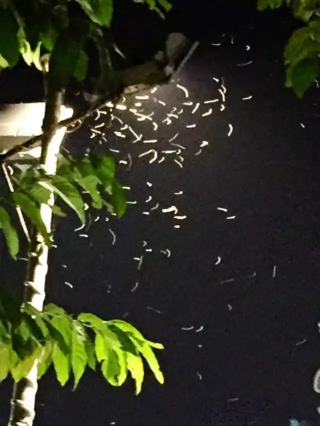 why do bugs attract to light