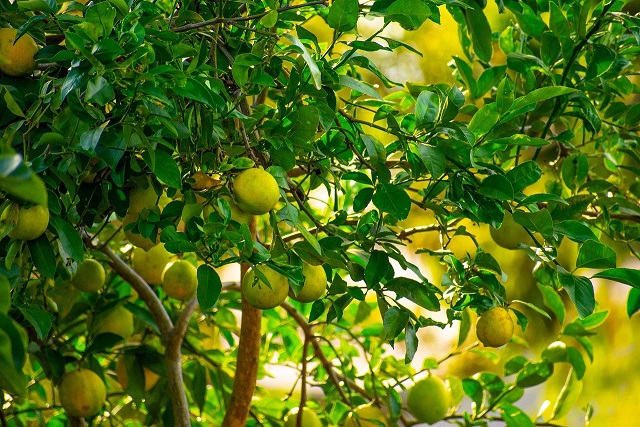 Cultivation of Lime and Lemon (Kagzi ) Cultivation of Lime and Lemon (Kagzi )