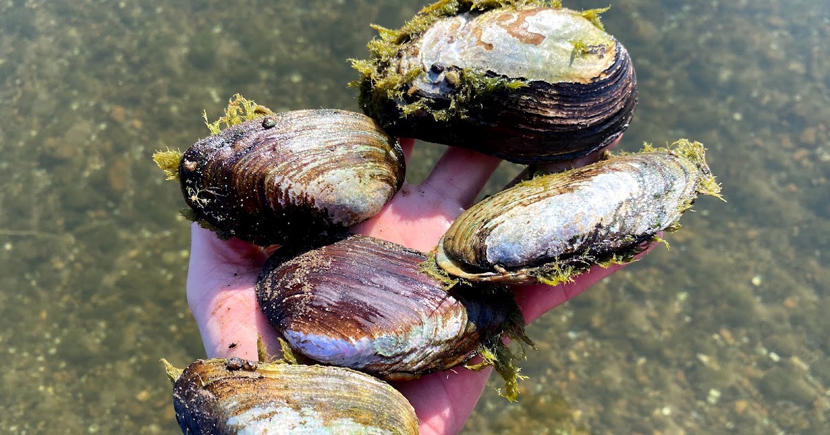 Terrierman's Daily Dose The Diversity of Freshwater Mussels