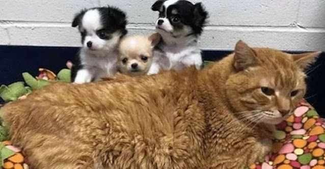 Больной рыжий кот стал сотрудником ветеринарной клиники