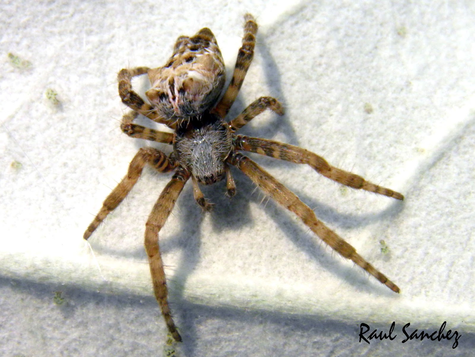 Naturaleza Viva : Araña de jardin ( Araneus diadematus )
