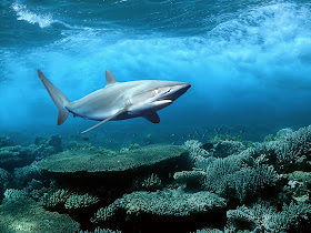 Shark wallpapers