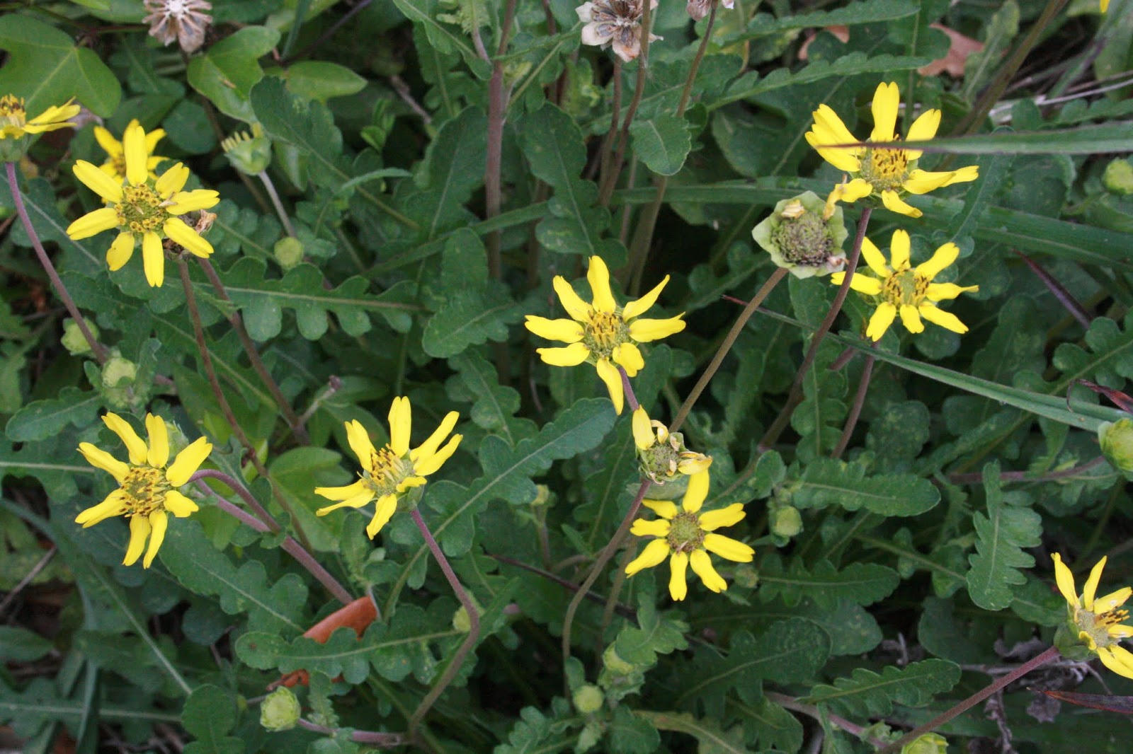 Native Florida Wildflowers Florida Greeneyes Berlandiera subacaulis