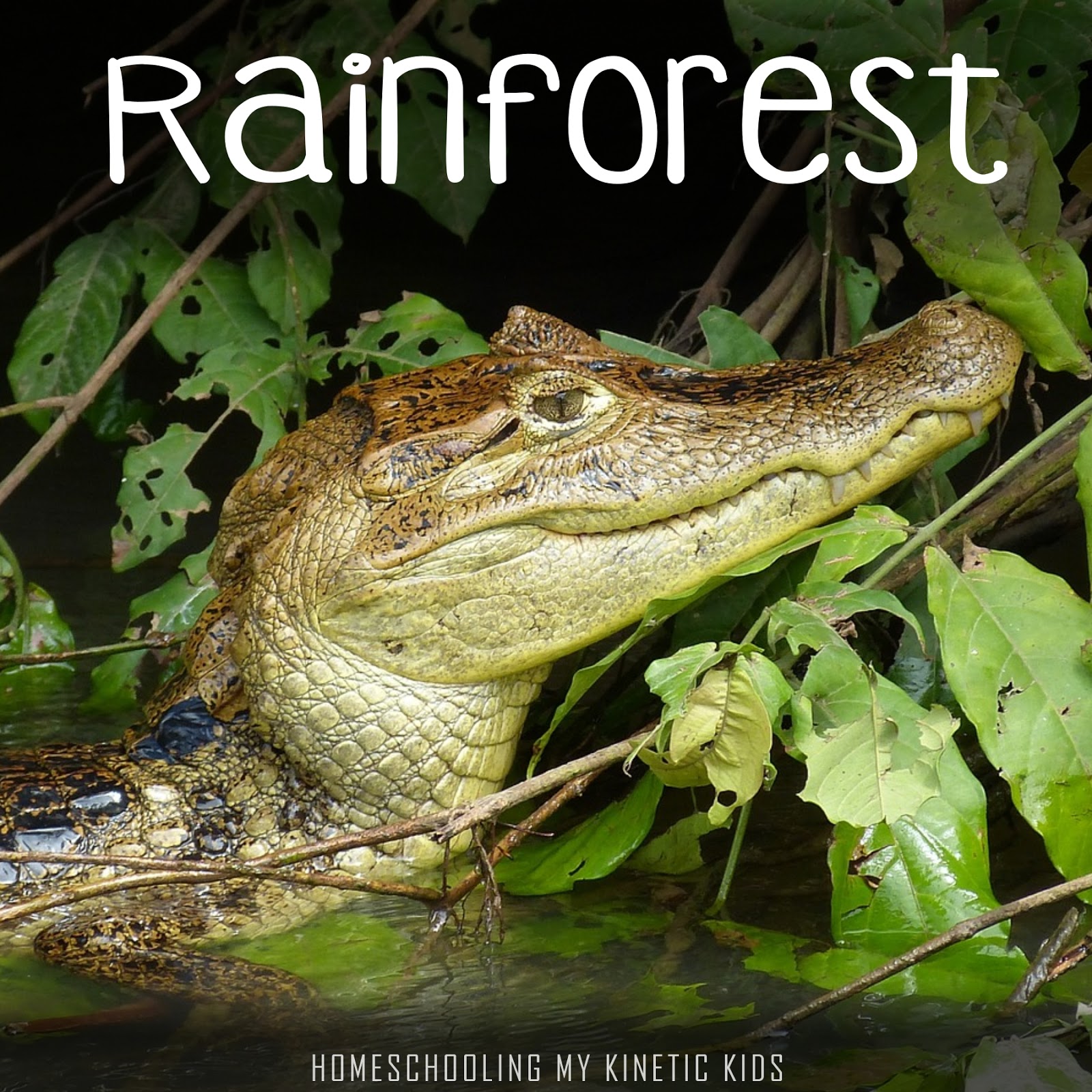 MontessoriInspired RAINFOREST 3Part Cards to Match Safari LTD Toob