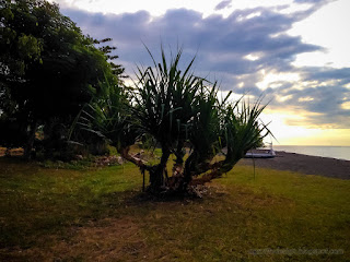 Natural Scenery Pandanus Beach Plants Grows On the beach In The Dusk Sunshine At Umeanyar Village North Bali Indonesia