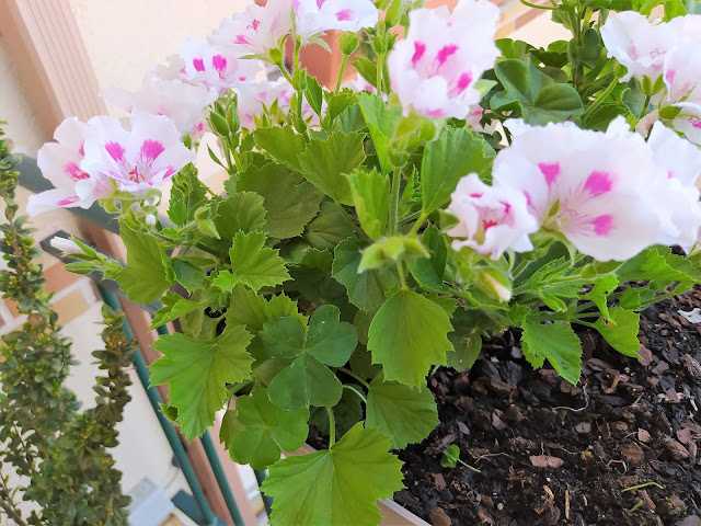 Geranio de pensamiento o geranio real (Pelargonium grandiflorum).