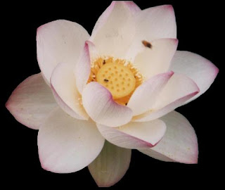 صور خلفيات زهرة اللوتس الوليد