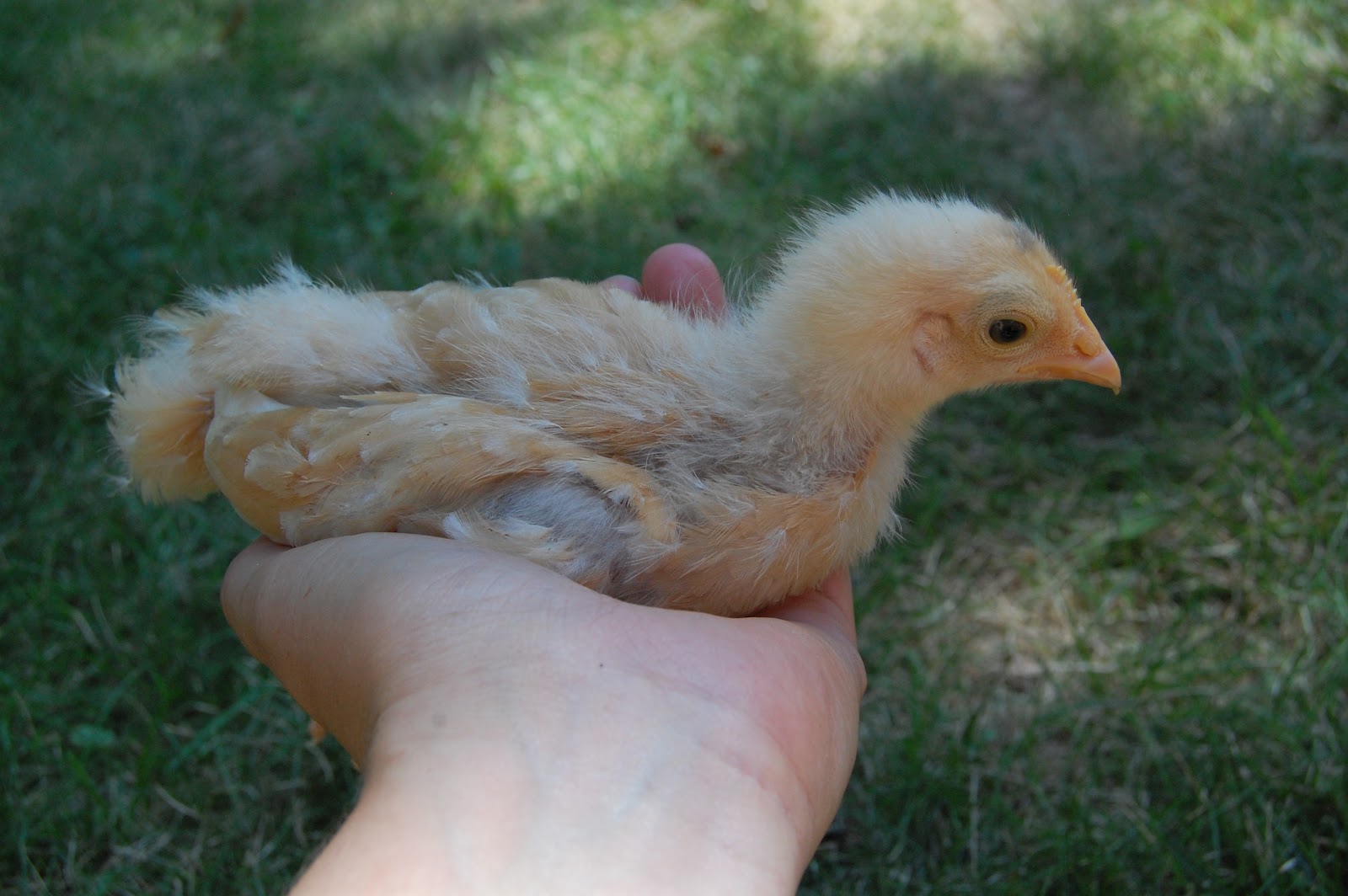 Underground Chickens Peeps in their crib