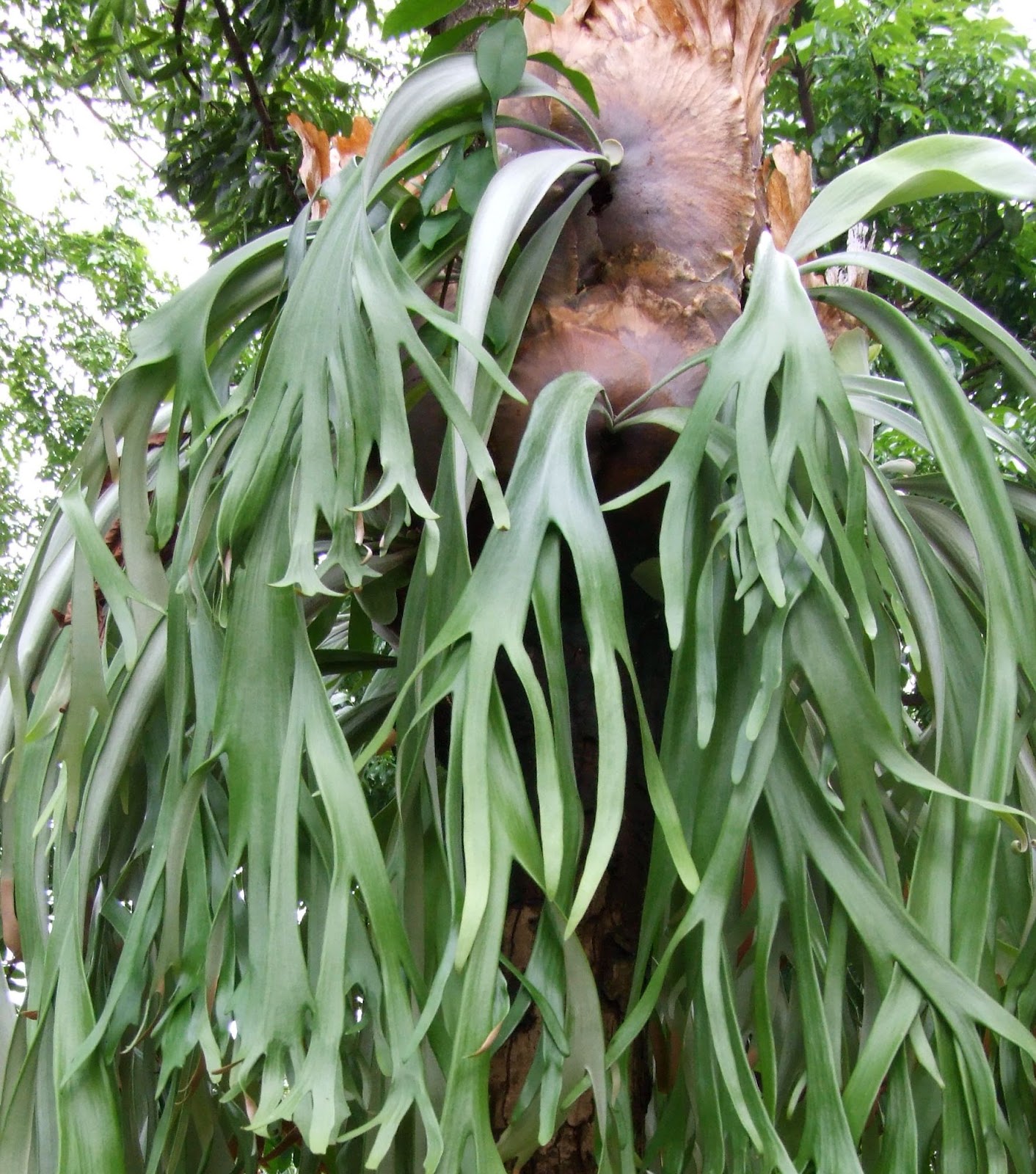 Hutan Hujan Tropika | Daunpedia