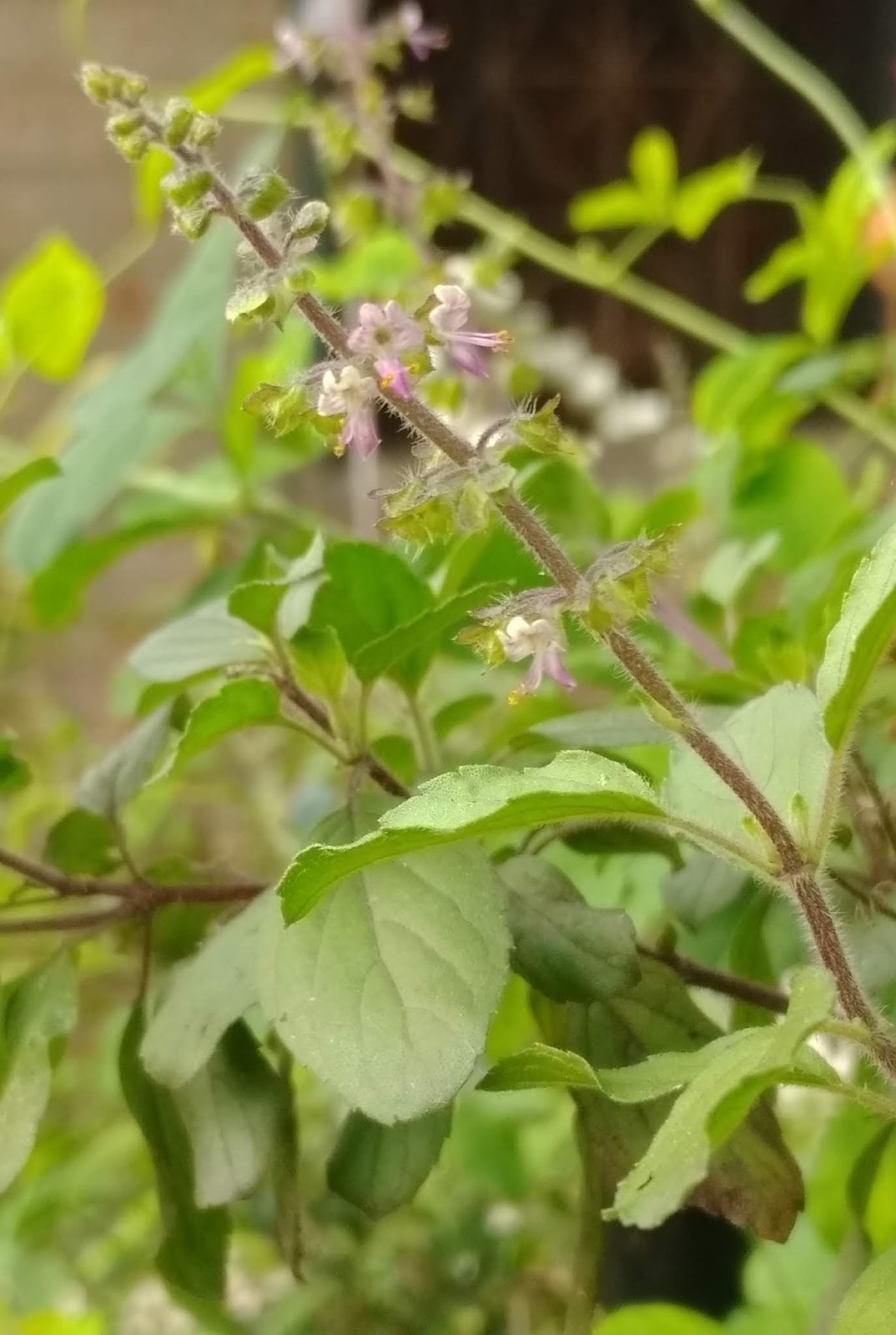 Tulsi or Basil plant uses to our health