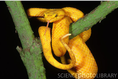 Venomous Eyelash Viper Snake Photos