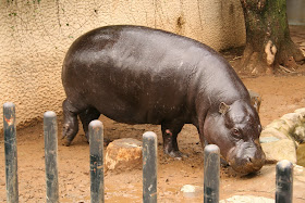 カバのため息 上野動物園のコビトカバ