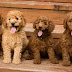 8 Problems Only Goldendoodle Owners Will Understand