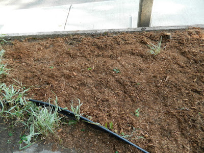 By Paul Jung Gardening Services--a Toronto Organic Gardener Riverdale Front Garden Cleanup After By Paul Jung Gardening Services--a Toronto Organic Gardener Riverdale Front Garden Cleanup After