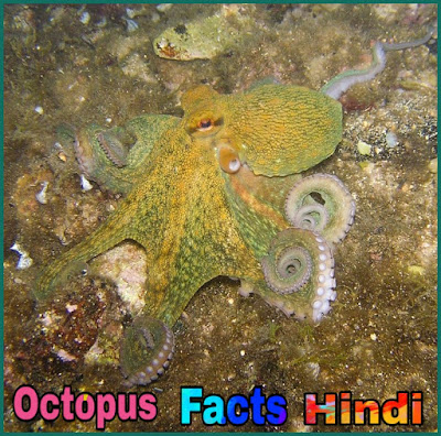 Octopus Facts In Hindi-ओक्टोपस की जानकारी