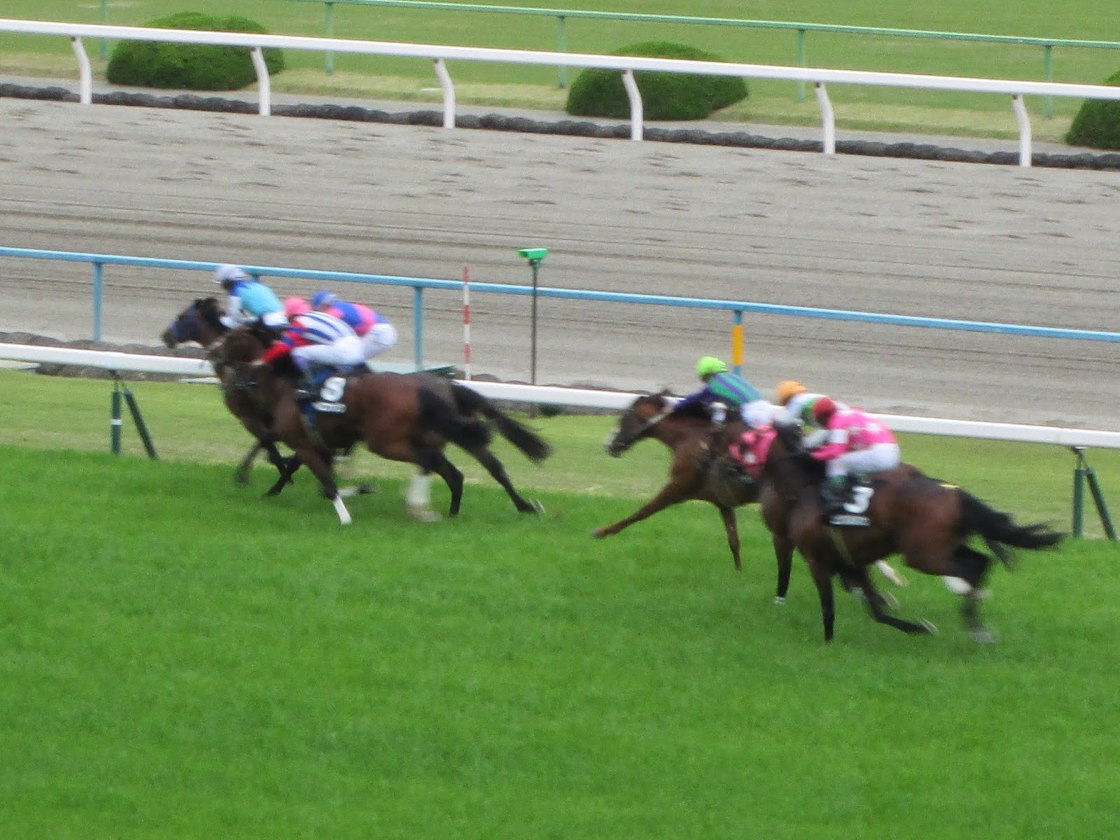 Gahou の旅行日記 京都 遊記 京都競馬場 駕 駕 賽馬初體驗