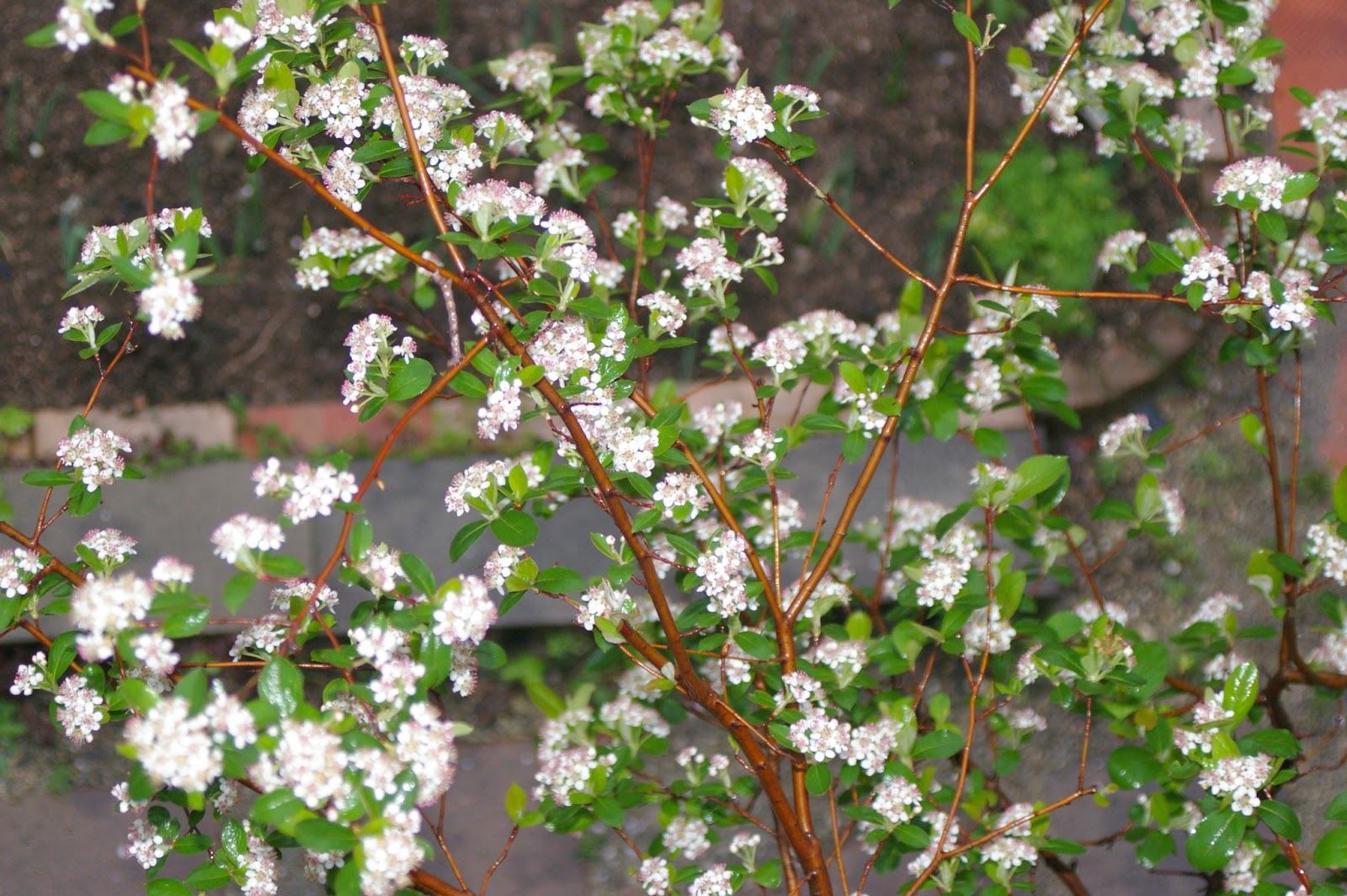 Yamashirodayori 4月 2013