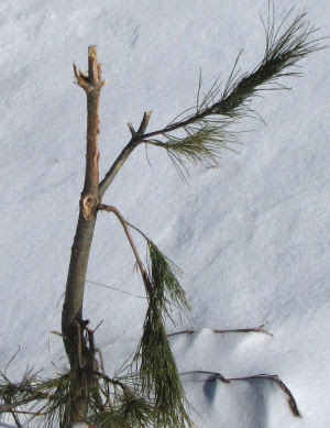 chewed white pine