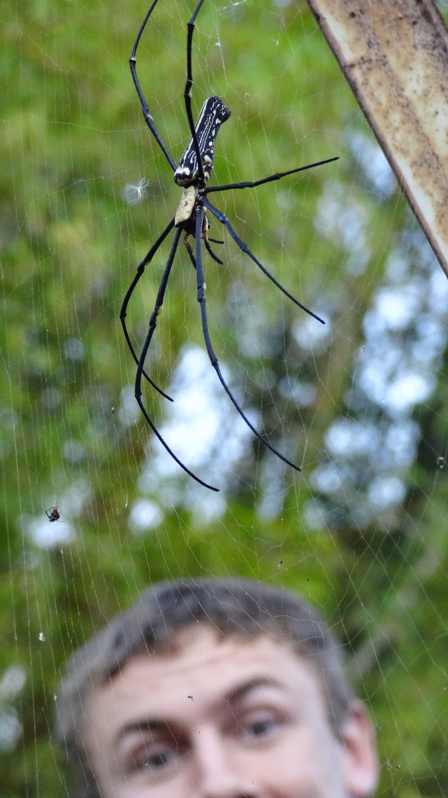Elder Tanner Redding Taiwan Taichung Mission Banana Spider Eeek!