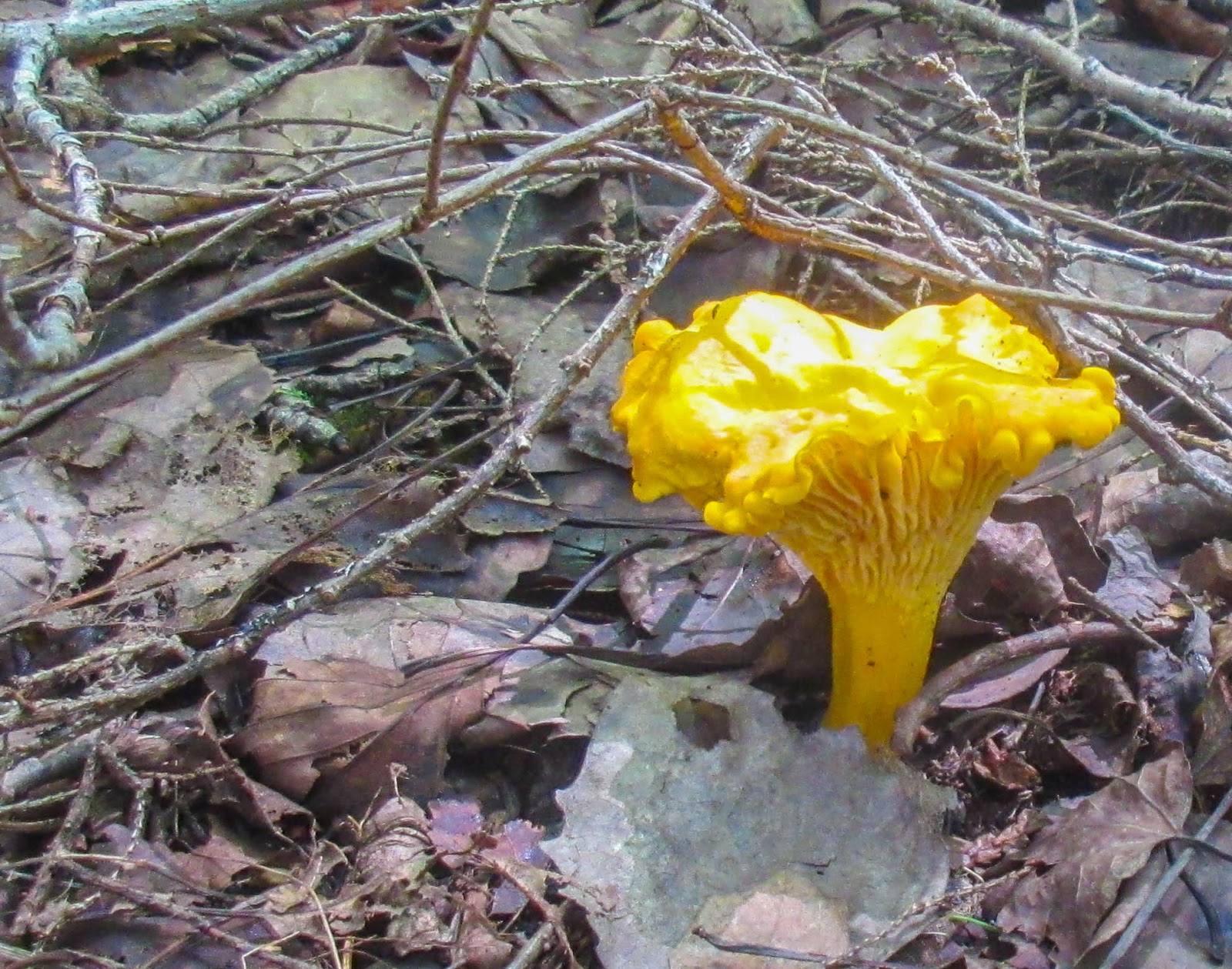 Cannundrums Chanterelle, Black Chanterelle and Lobster Mushrooms