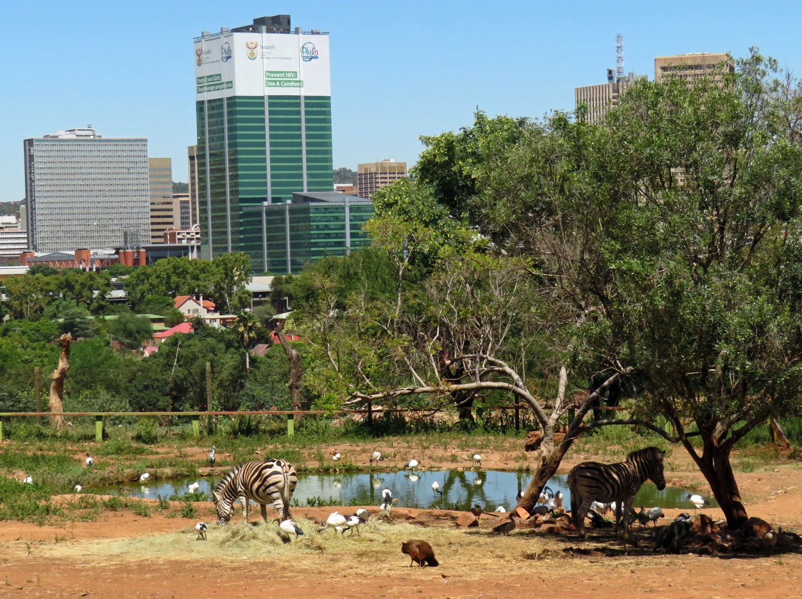 South Africa Adventure Gautrain and Pretoria Zoo