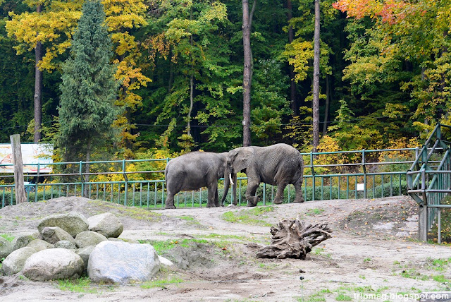 Польша Гданьск Балтика Труймясто Poland Zoo Gdansk