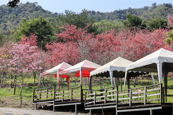 櫻花鳥森林上千棵櫻花結合蜀葵花、小火車、露營、美食、鸚鵡放飛秀