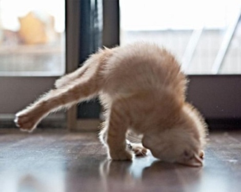 Funny Yoga Cats - Elite Funny