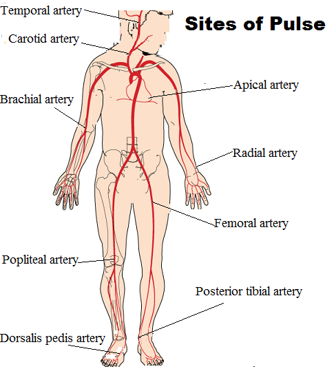 Apical Artery apical-artery