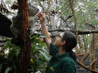 port macquarie koala hospital australia