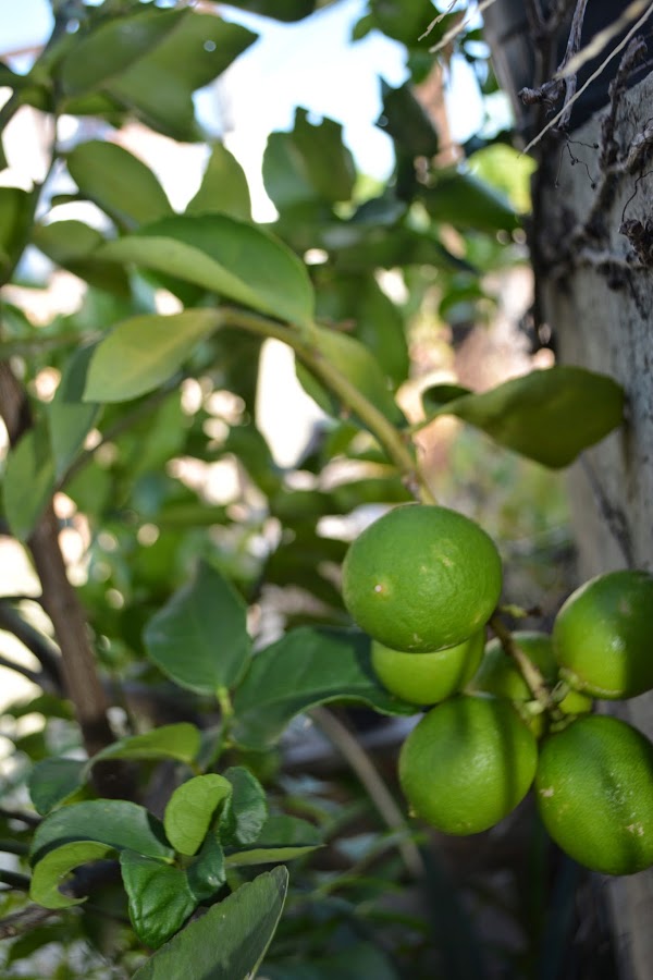 Limón caipirinha. Árboles frutales cítricos. Citrus.