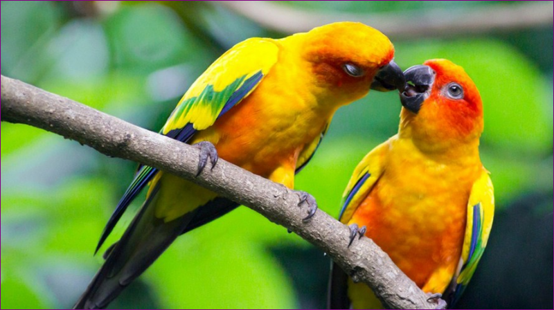 Jenis Burung Lovebird Tercantik yang Ada di Dunia Jenis Burung Lovebird Tercantik yang Ada di Dunia