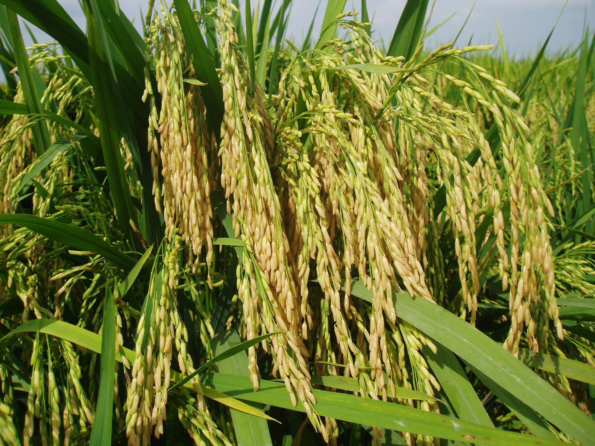 BLOG JABATAN PERTANIAN MALAYSIA RICE CHECK Amalan Pertanian Baik
