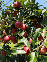 Gala Äpfel aus Südirol - Apfelernte im Meraner Land