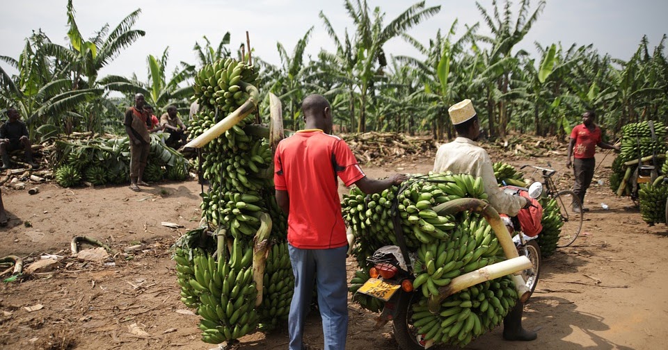 Croissance  l’agriculture camerounaise maintient le cap  Africa Green
