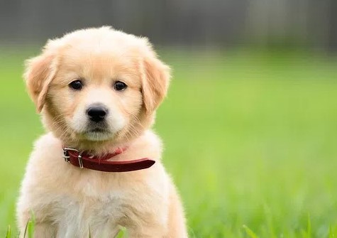 Makna Mimpi Mengenai Anjing Di Togel Online
