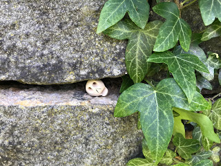 Photo shows Skulferatu #44, a small, ceramic skull,  in gap in the wall at Glasgow Necropolis. Ivy hangs down the side of the wall.  Photo by Kevin Nosferatu for The Skulferatu Project.