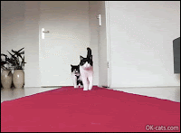 Funny Cat GIF • 2 best models ever! The real meaning of cat walk. Perfect strides