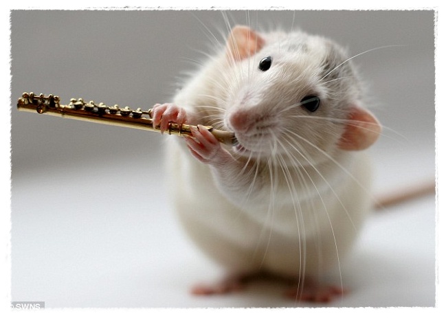 Gambar Tikus Dunia Binatang Gambar Tikus Dunia Binatang