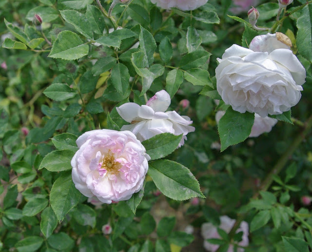 Holbeach Roses sweetbay: Rose beside Hickerson House in Chapel Hill