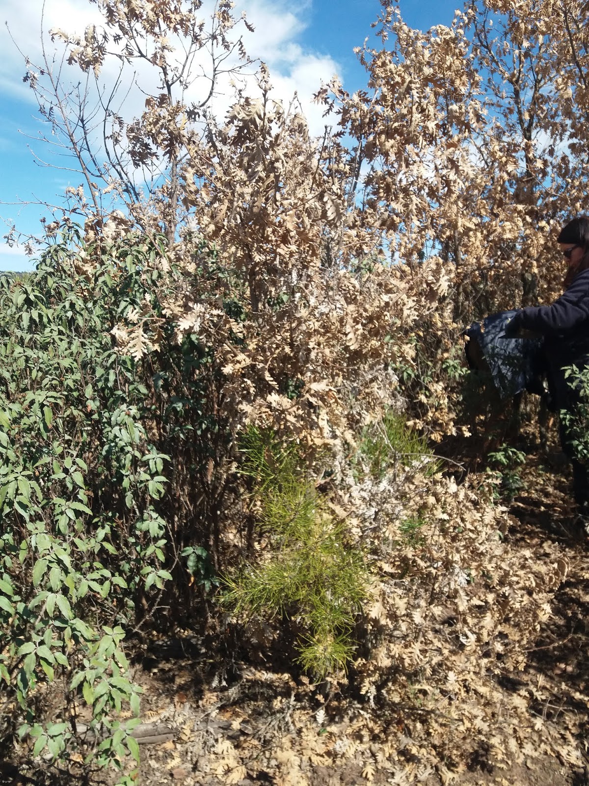 FuegoLab El gran incendio de Riba de Saelices (20052019) 14 años de