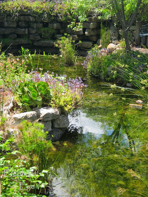Ungardening Pond with Pani's Falls