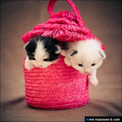 cats45