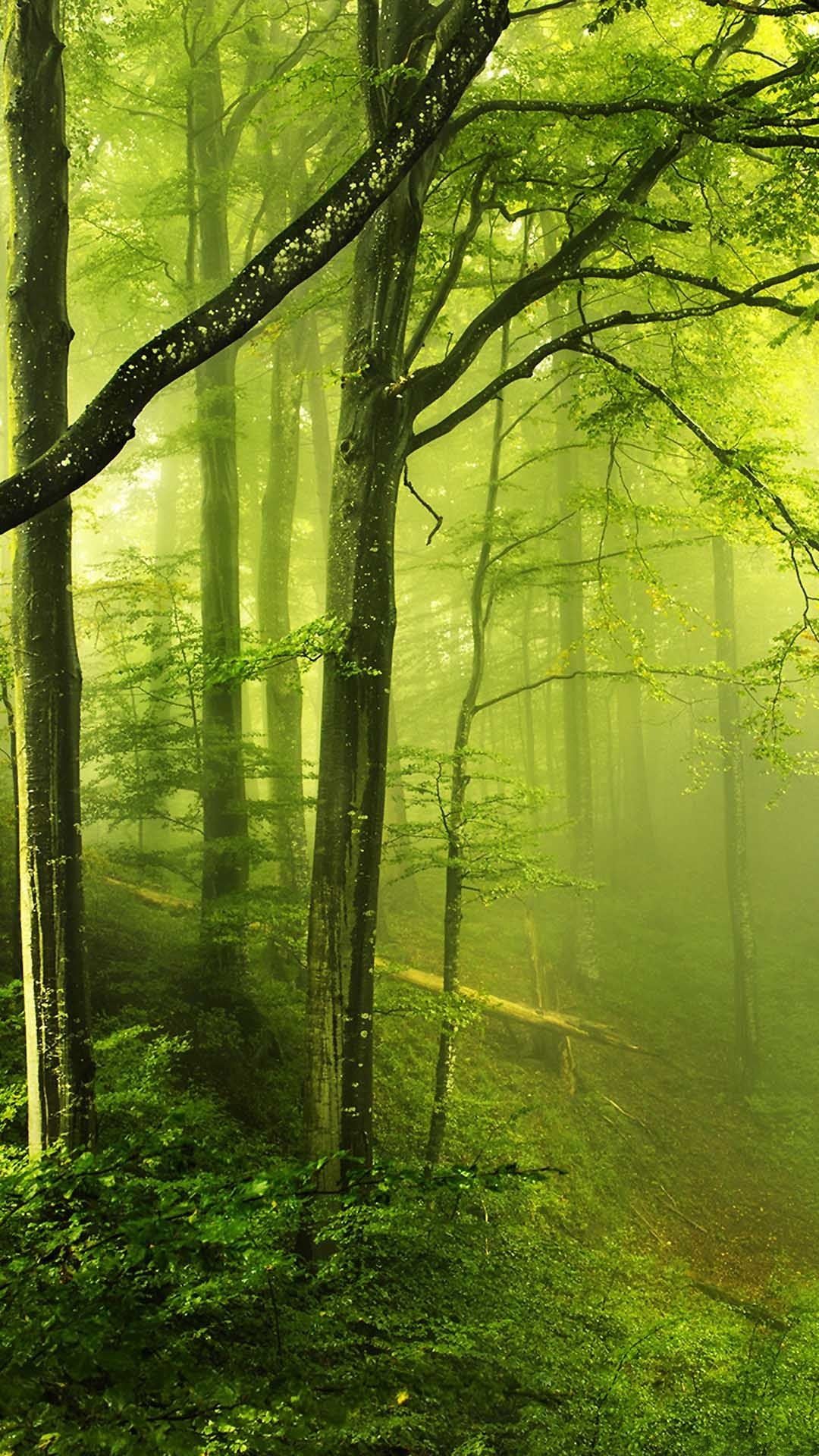 Android Best Wallpapers: Fantasy Green Forest Android Best Wallpaper