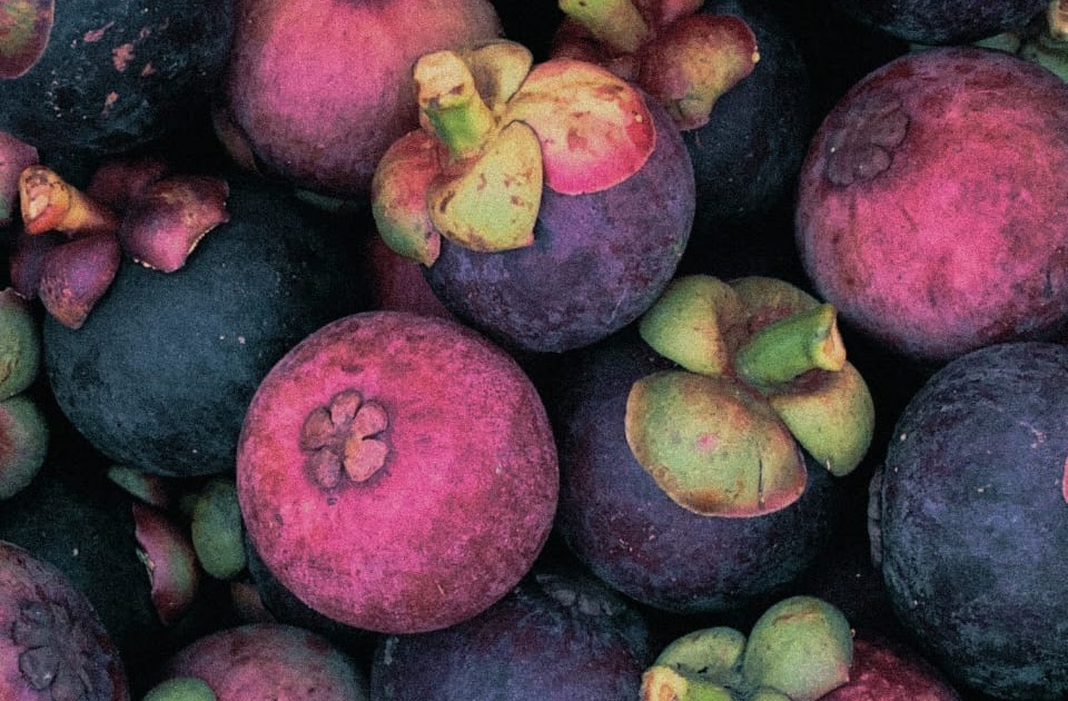 Mangosteen Facts , Uses and Cutivation Practices.