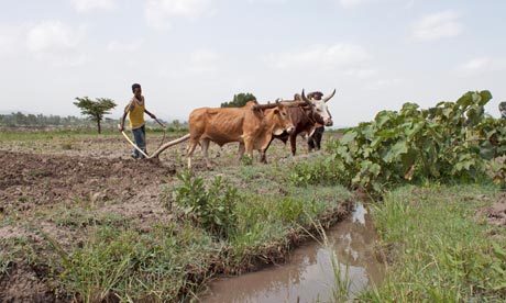 agriculture ethiopia begins feature farmer school