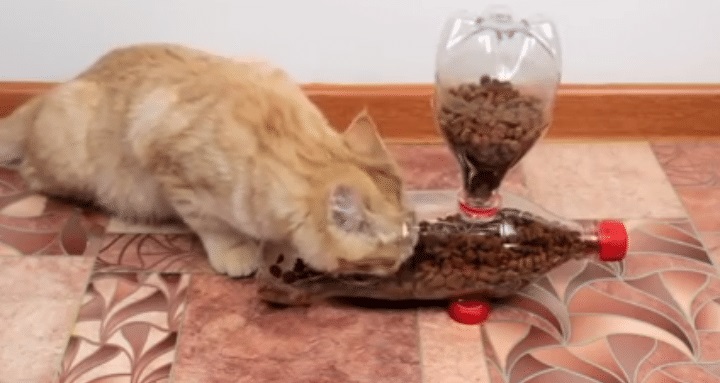 Contoh dan Cara Membuat Tempat Makan Minum Kucing, Anjing