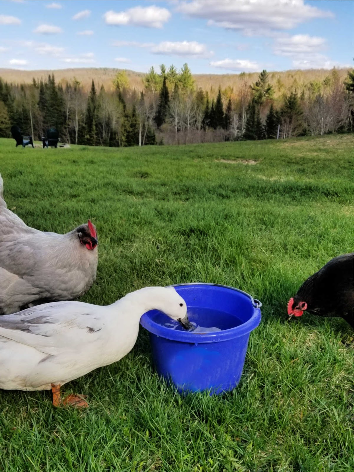 Adding Ducks to your Backyard Chicken Flock Fresh Eggs Daily®