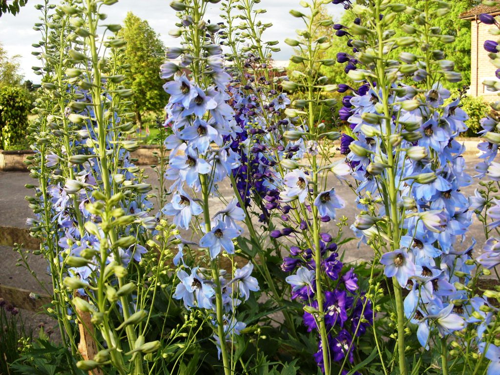 Kelli's Northern Ireland Garden 2011 Flower Overview